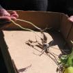 Ozark Mountain Ginseng