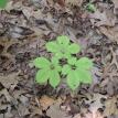 Ozark Mountain Ginseng