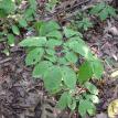 Ozark Mountain Ginseng